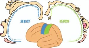 宇治市　歯医者　homnclus　なかむら歯科医院