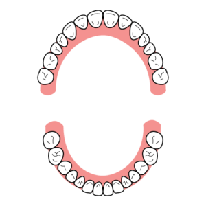 宇治市　歯医者　dental_formula_type_u　なかむら歯科医院