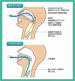 宇治市　歯医者　nose breath　なかむら歯科医院