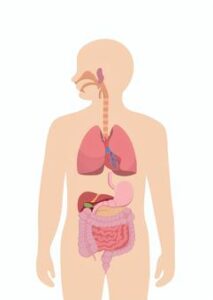 宇治市　歯医者　digestive system　なかむら歯科医院